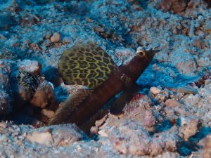 恩納村 ダイビングライセンス