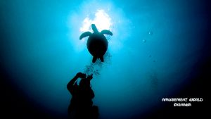 恩納村ファンダイビング、真栄田・山田で4ダイブ！！