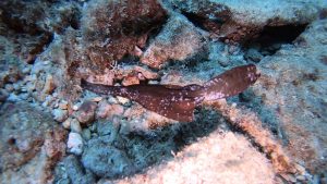 恩納村 ダイビングライセンス