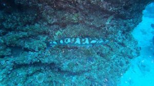 恩納村 ダイビングライセンス