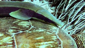 恩納村 ダイビングライセンス