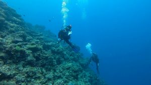 恩納村 ダイビングライセンス