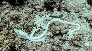 恩納村 ダイビングライセンス