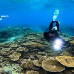 恩納村ファンダイビング、久しぶりの谷茶ポイントでダイビング