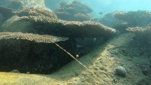 沖縄 ビーチクリーン