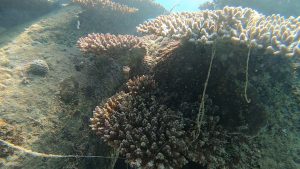 沖縄 ビーチクリーン