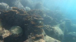 沖縄 ビーチクリーン