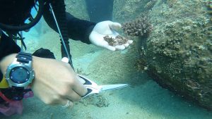 沖縄 ビーチクリーン