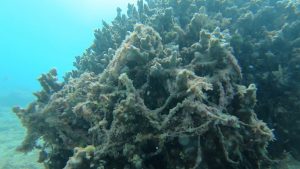 沖縄 ビーチクリーン