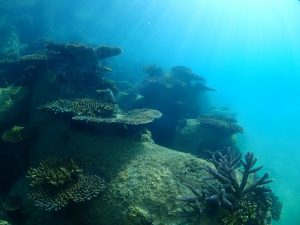 沖縄 ビーチクリーン