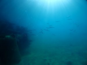 沖縄 ビーチクリーン