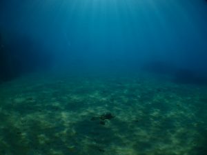 沖縄 ビーチクリーン