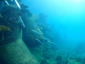 沖縄 ビーチクリーン