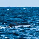 沖縄　那覇発ホエールスイム