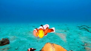 恩納村 ダイビングライセンス