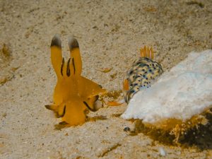 恩納村 ダイビングライセンス