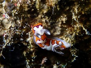 恩納村　ダイビングライセンス