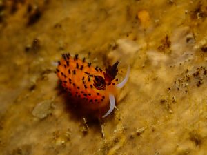 恩納村 ダイビングライセンス