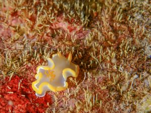 恩納村 ダイビングライセンス