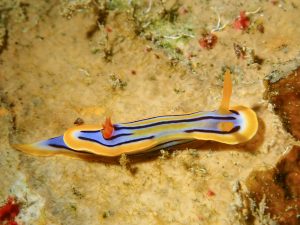 恩納村 ダイビングライセンス