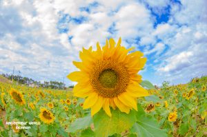 恩納村 ダイビングライセンス