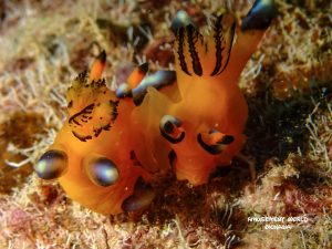 沖縄 ダイビング