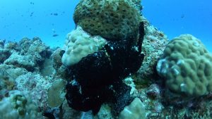 オオモンカエルアンコウ