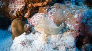 ハダカハオコゼ