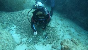 恩納村 ダイビングライセンス