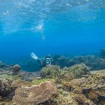 ダイビングポイント 崎本部 ポテト