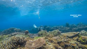 ダイビングポイント　崎本部　ポテト