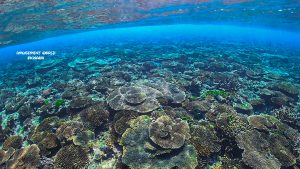 恩納村 ダイビングライセンス