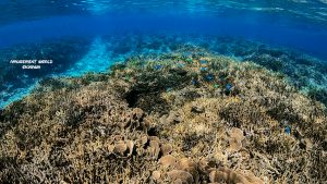 恩納村 ダイビングライセンス