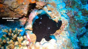 恩納村 ダイビングライセンス