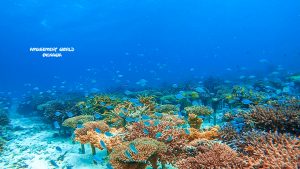 恩納村 ダイビングライセンス