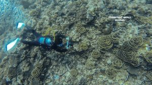 べた凪恩納村でファンダイビング!!