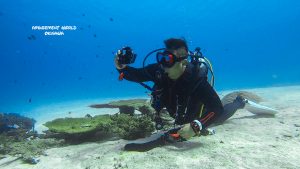 恩納村 ダイビングライセンス