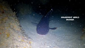 恩納村 ダイビングライセンス