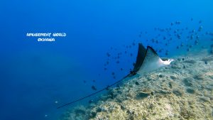 沖縄　恩納村万座でファンダイビング！凪で最高な日