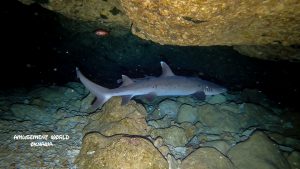 恩納村 ダイビングライセンス