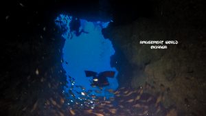 恩納村 ダイビングライセンス