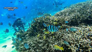 恩納村 ダイビングライセンス