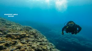 恩納村 ダイビングライセンス