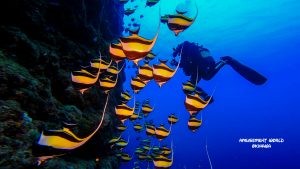 恩納村 ダイビングライセンス