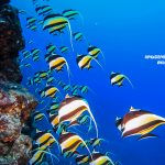 恩納村　万座で地形ダイビング三昧！