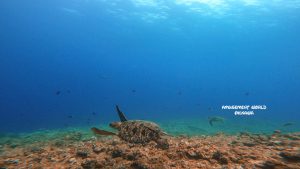 恩納村 ダイビングライセンス