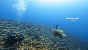 恩納村 ダイビングライセンス