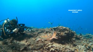 恩納村 ダイビングライセンス