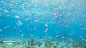 恩納村 ダイビングライセンス