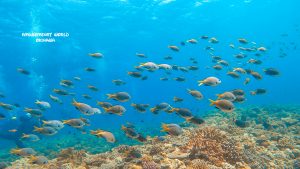 恩納村 ダイビングライセンス